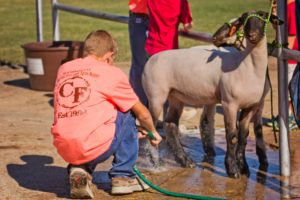 Making it better for the kids, livestock show changes benefit youth
