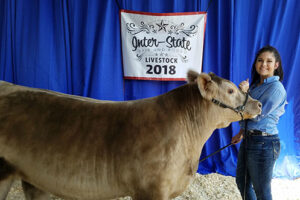 Market steer, junior heifer show results