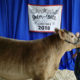 Market steer, junior heifer show results