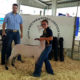 Vinita youth wins grand champion at ISFR sheep show