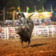 ANNUAL INTER-STATE FAIR AND RODEO RETURNS