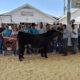 MARKET STEER SHOW RESULTS