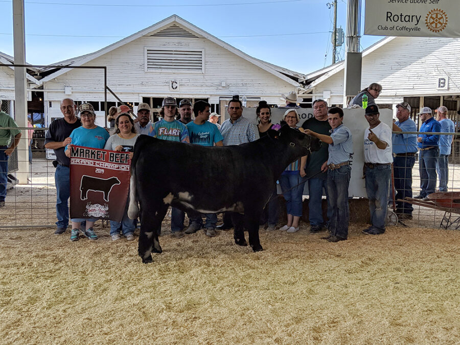 MARKET STEER SHOW RESULTS